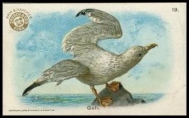 19 Gull